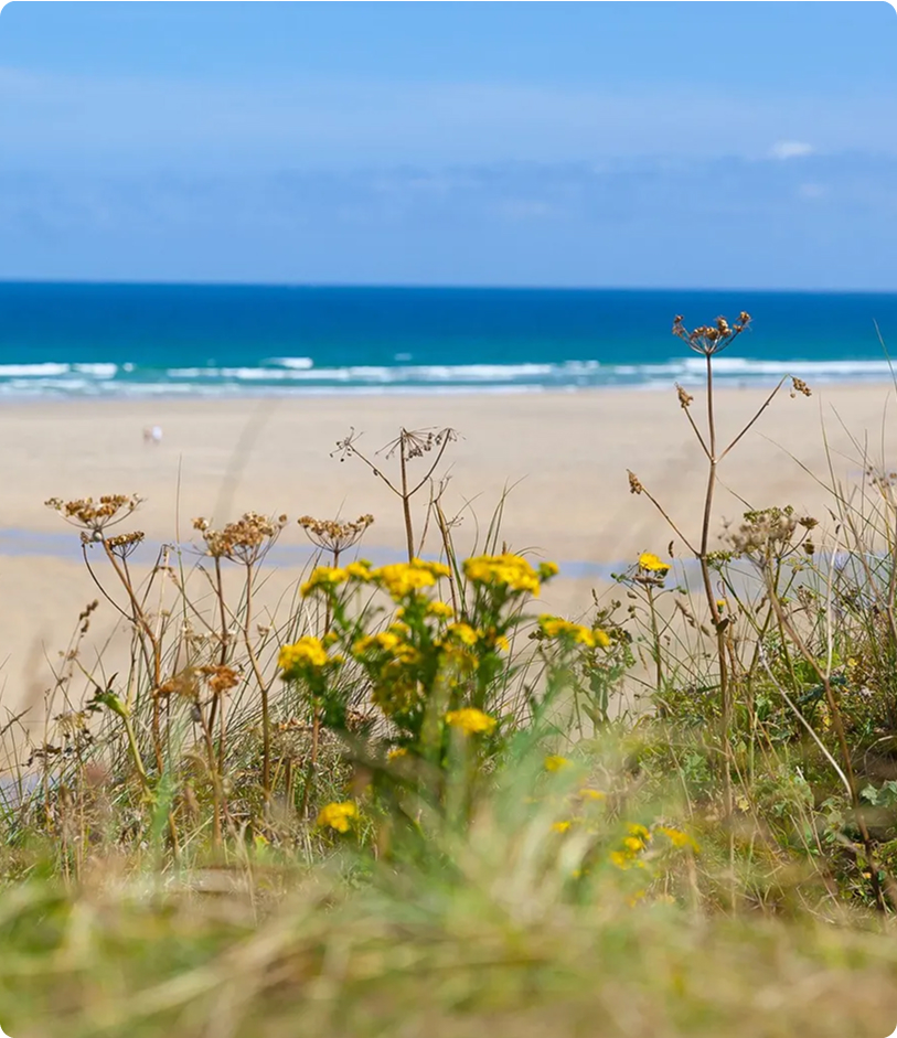 Coastal beach view with wildflowers in the foreground and blue ocean waves in the background under a clear sky.